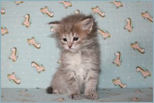 Female Siberian Kitten from Deedlebug Siberians